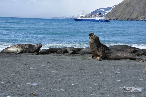 Mais um confronto entre elefantes-marinhos em Gold Harbour, na Geórgia do Sul, com o Sea Spirit como testemunho